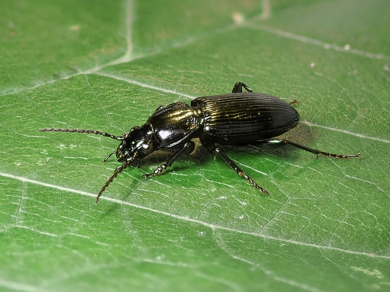 Carabidae: Pterostichus melas?  Pterostichus  sp. (P. nigrita o P. rhaeticus)